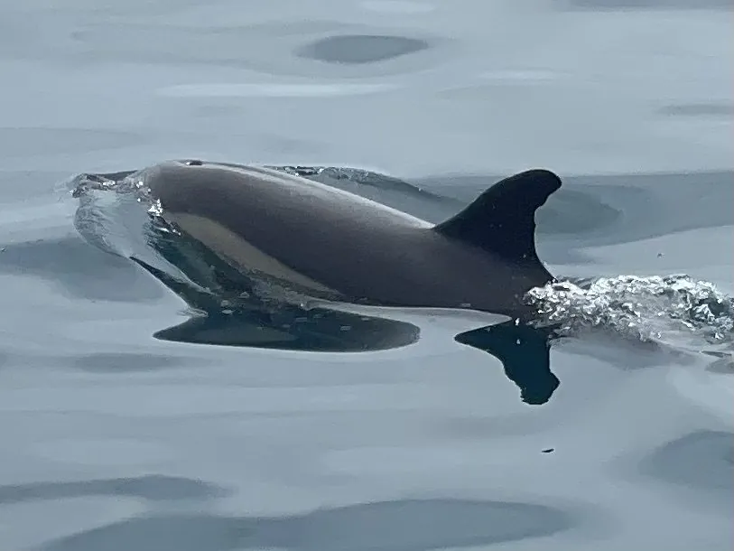 Delfin neben dem Boot