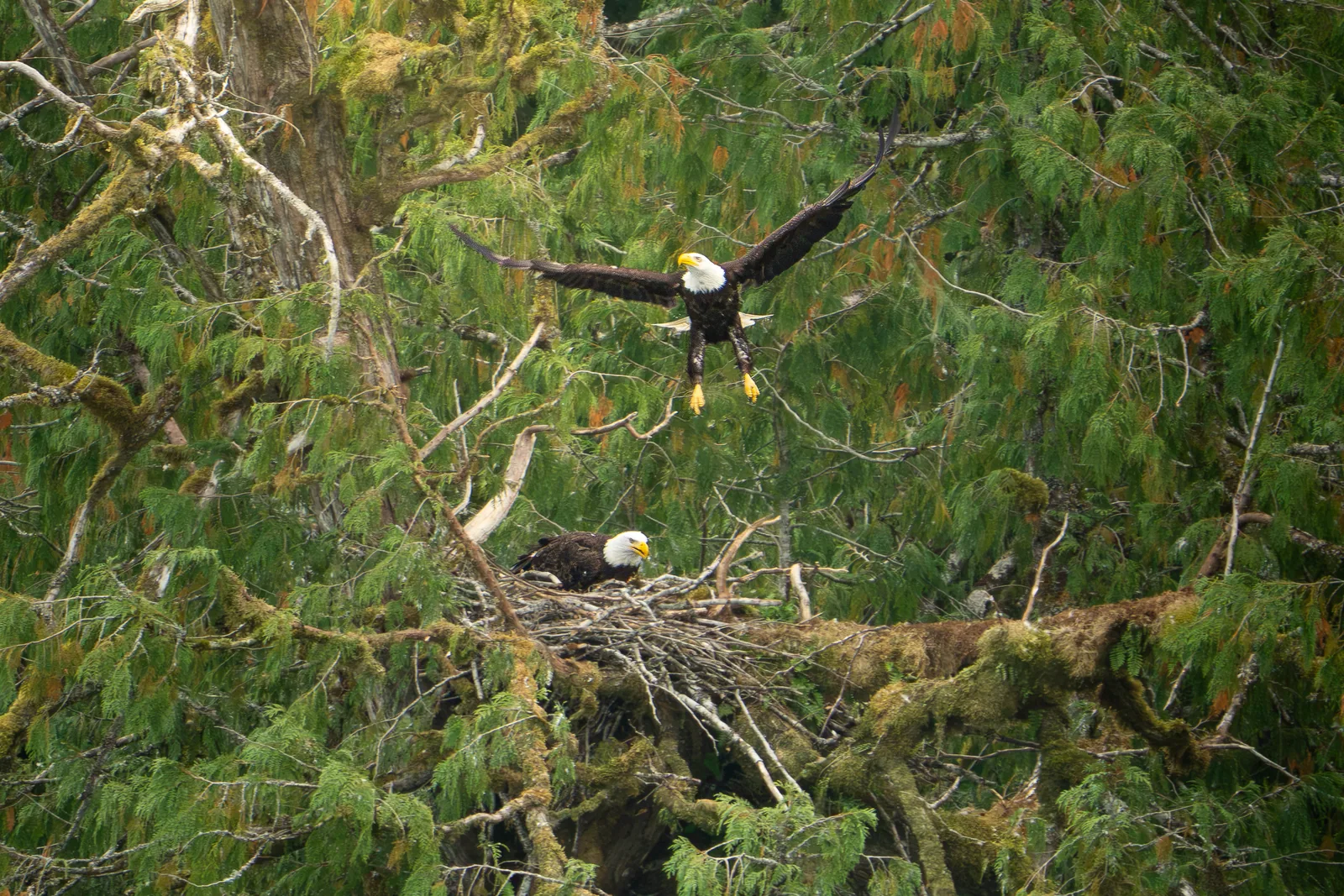 Weißkopfseeadler am Horst