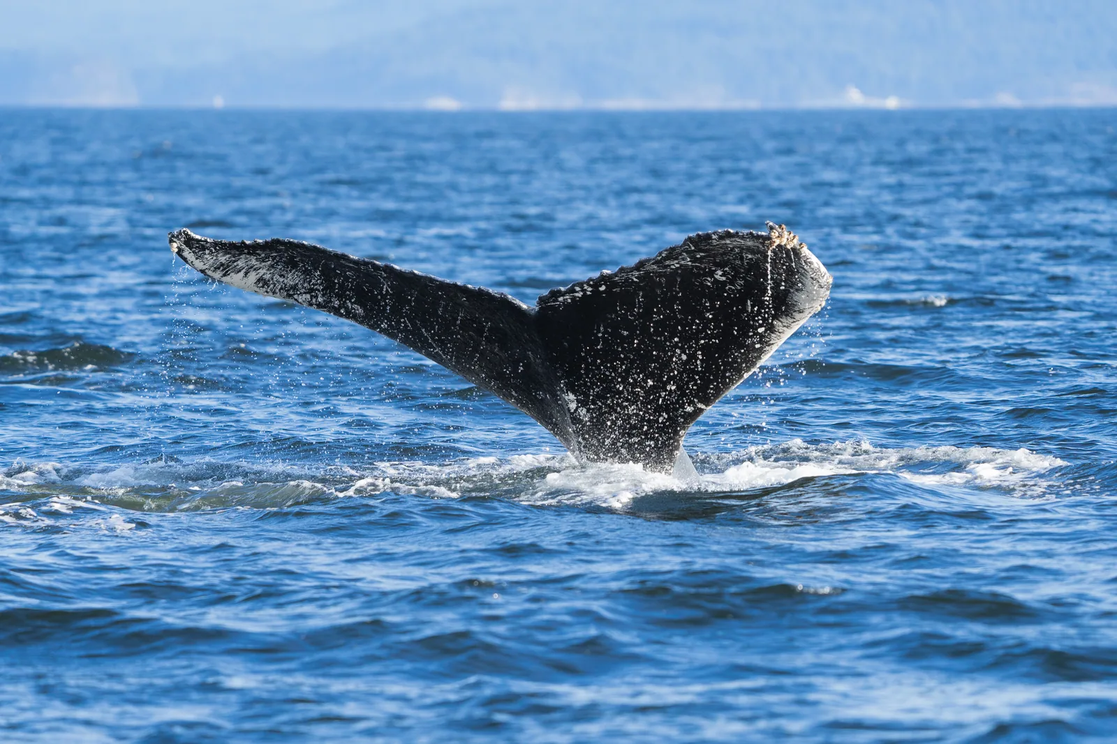 Fluke eines abtauchenden Grauwals