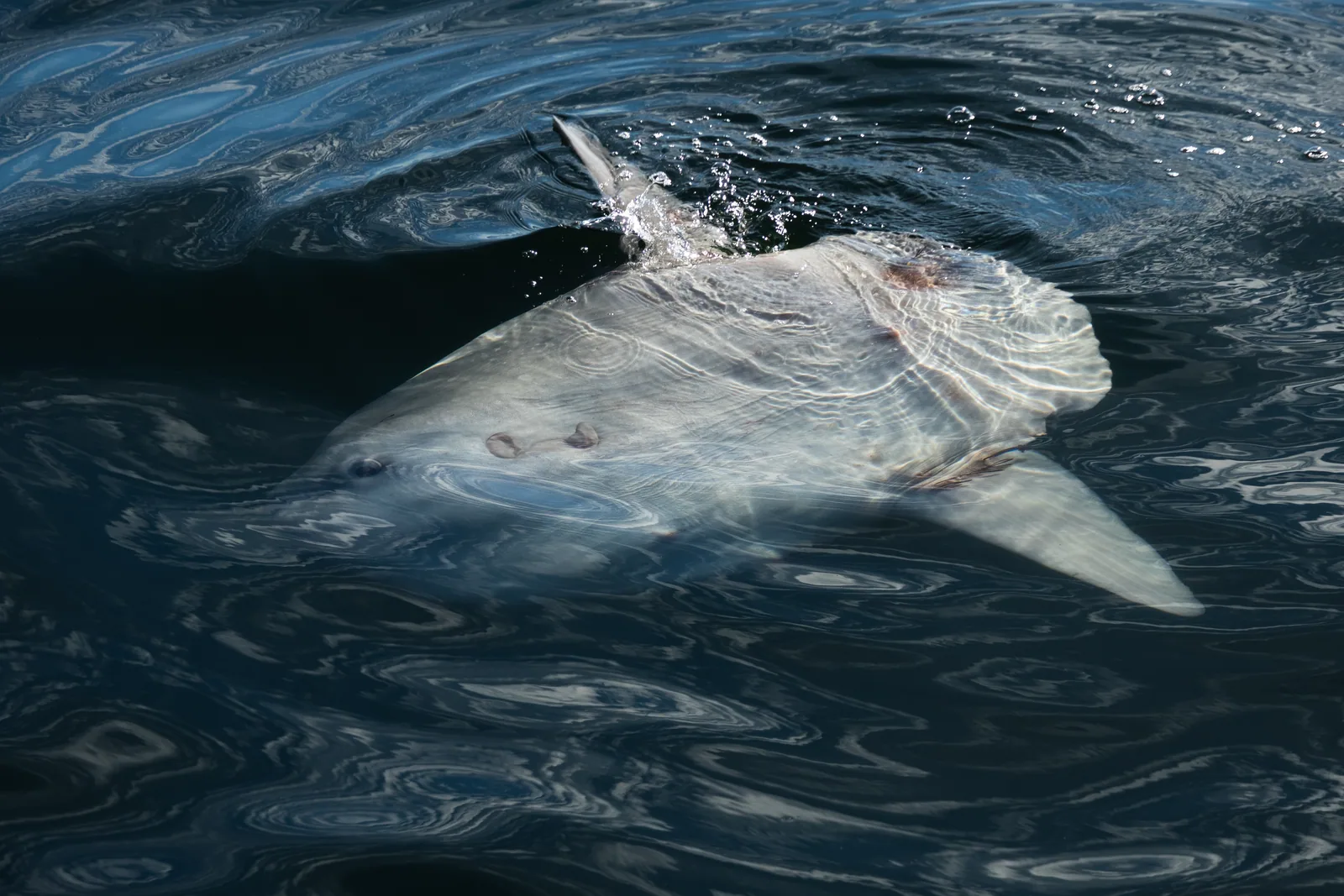 Junger Mondfisch an der Wasseroberfläche vor der Nordwestküste