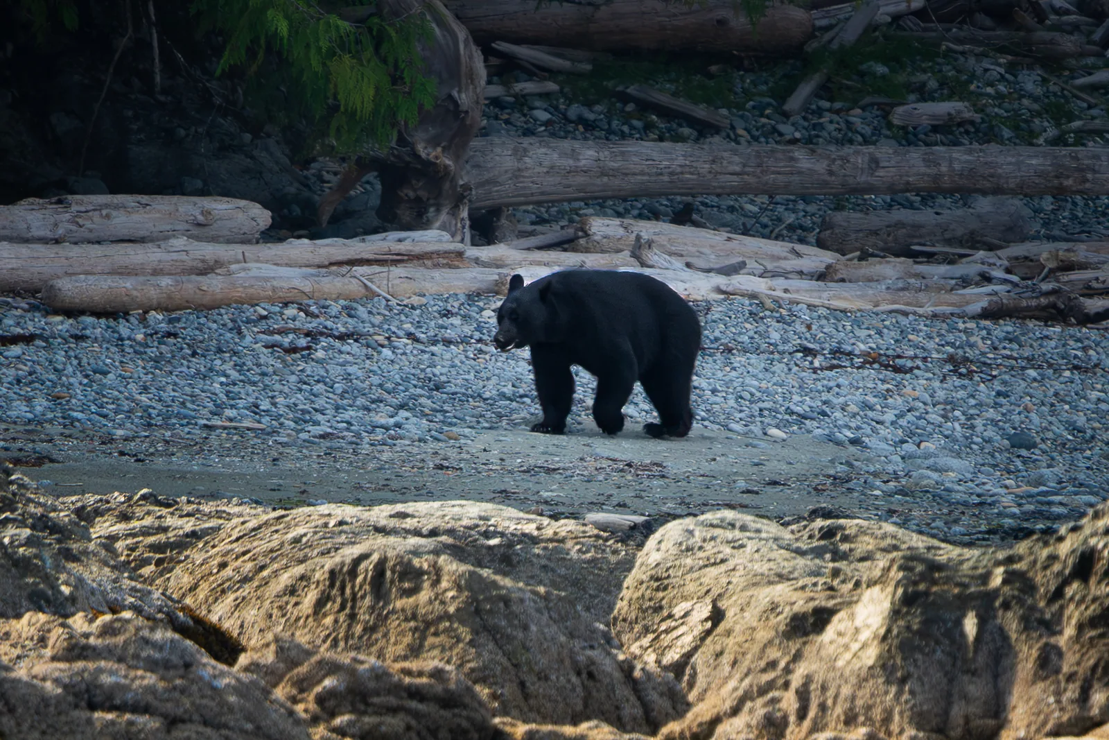 Schwarzbär durchsucht den Strand der Checleset Bay