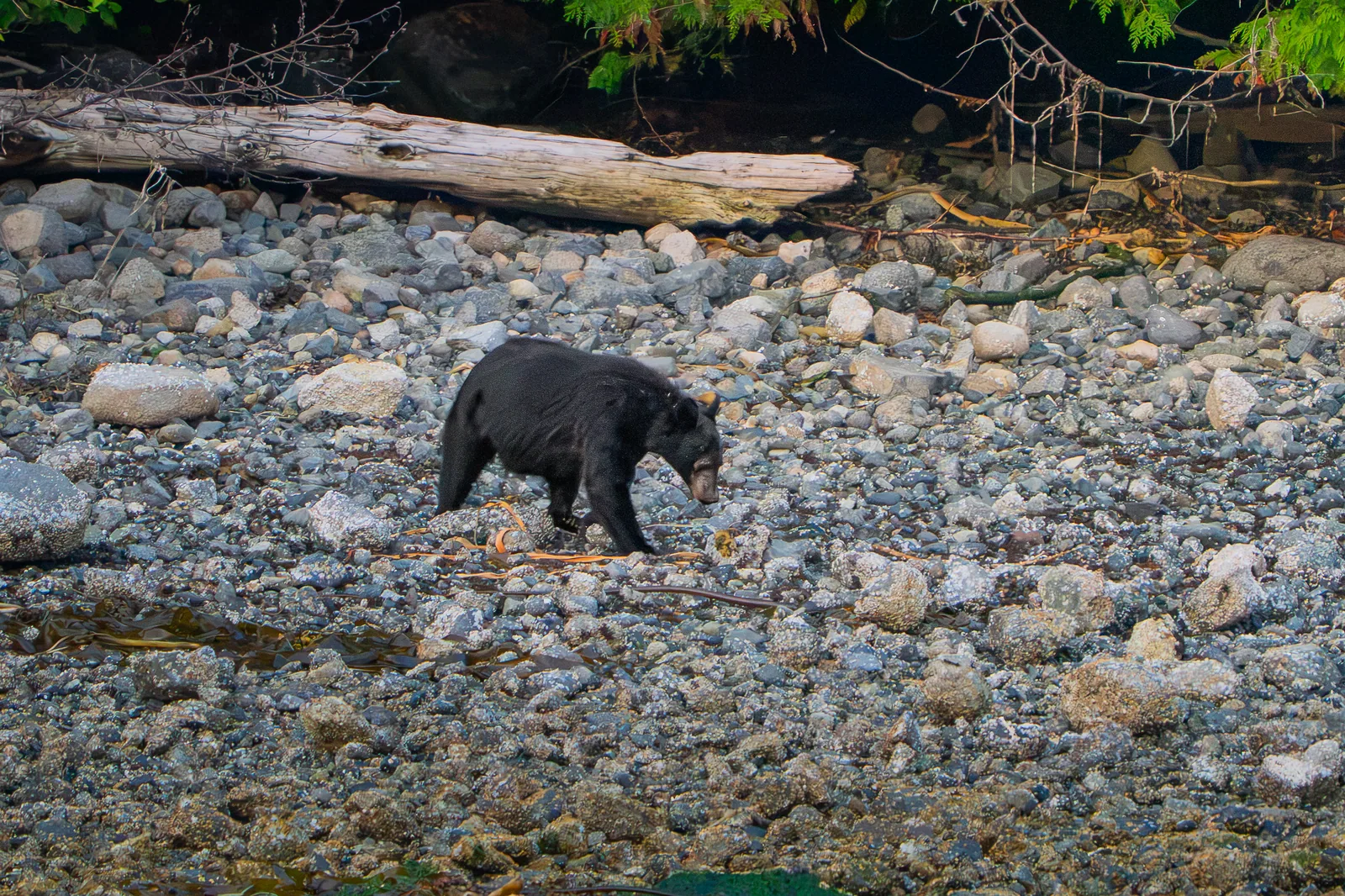 Schwarzbär sucht am Kiesstrand nach Fressbarem