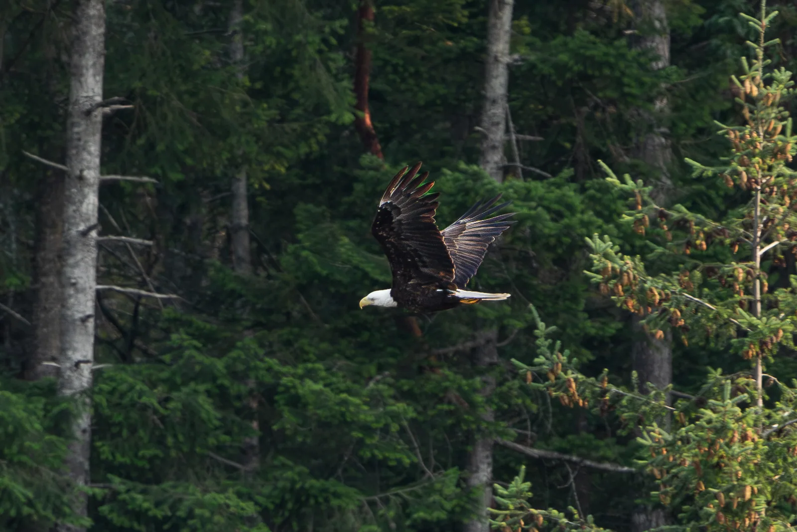 Weißkopfseeadler im Flug vor Nadelwald