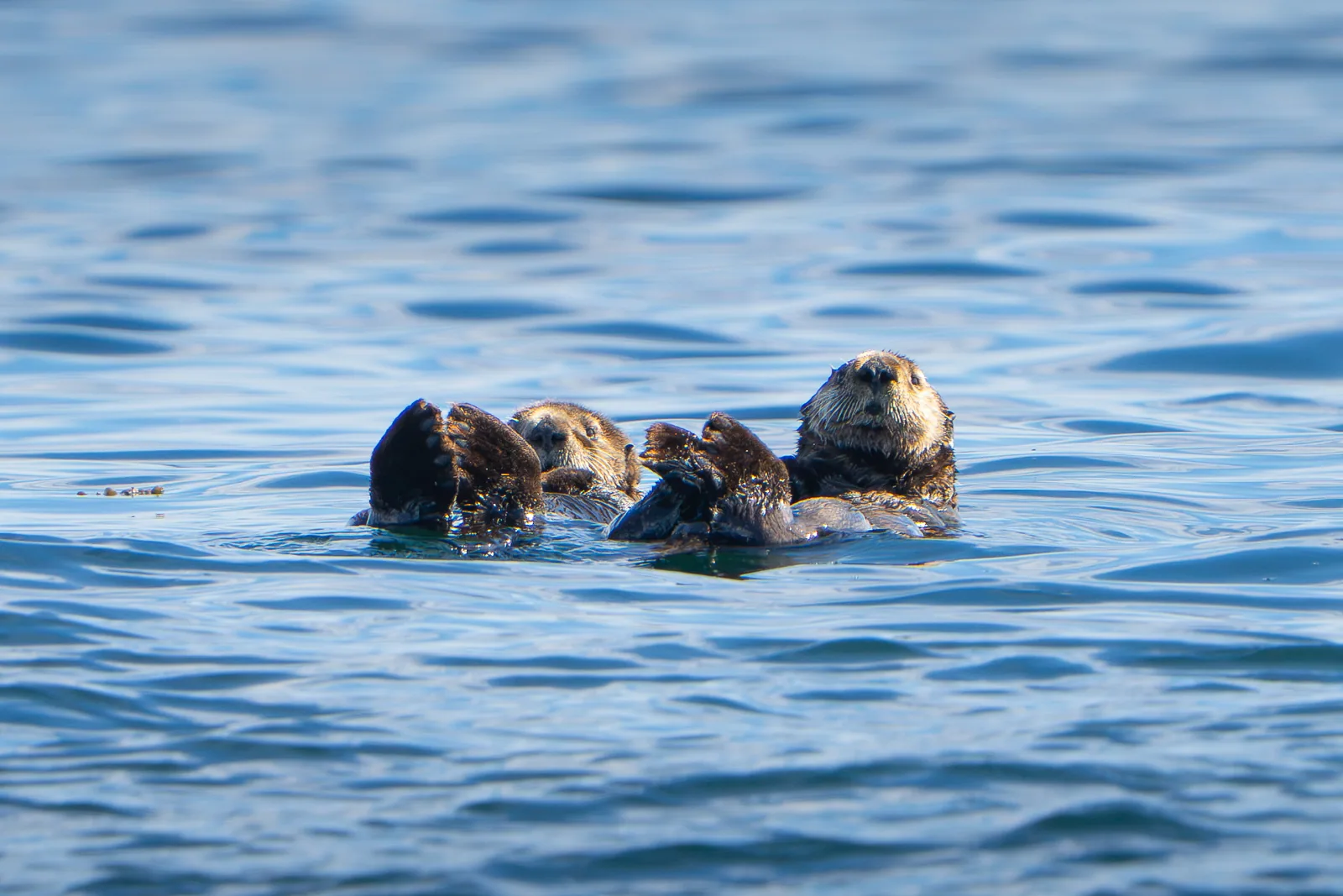 Gruppe von Seeottern treibt auf dem Rücken im Wasser