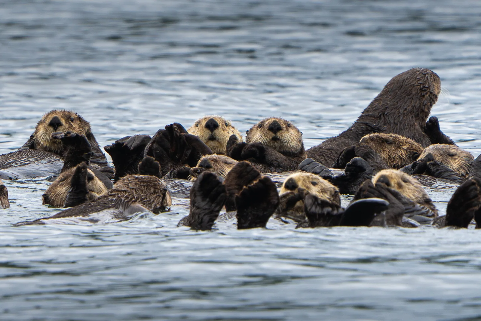 Dicht beieinander treibendes Rudel Seeotter