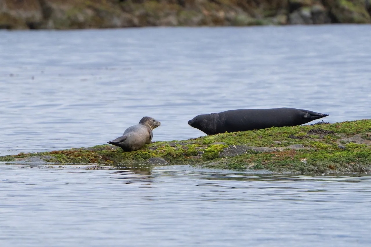 Robbenkopf schaut aus dem Wasser